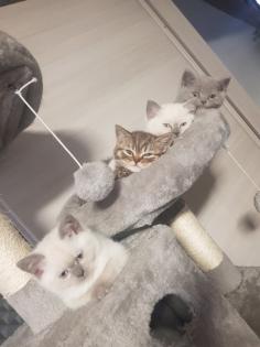BKH Kitten Britisch Kurzhaar