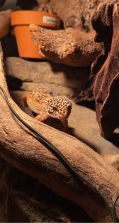 2 Leopardengecko Weibchen