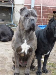 Cane Corso Hundebabys SLOVAKIA