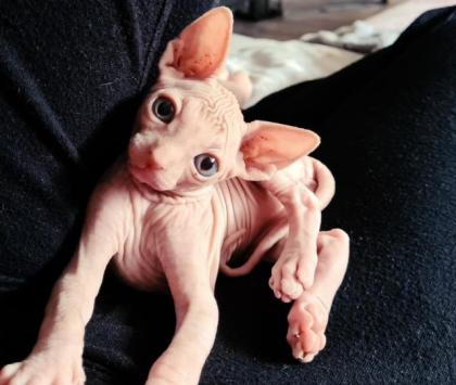 Reinrassige Sphynxbabys