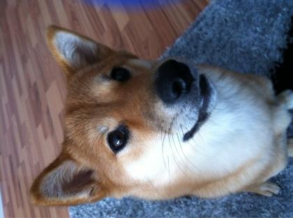 Shiba Inu Welpen