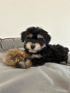Maltipoo F1b Welpen
