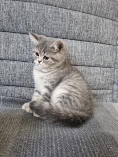 BKH Kitten abholbereit