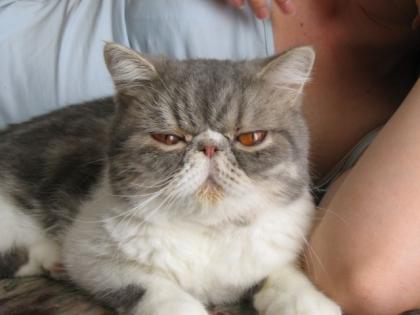 Exotic Shorthair - 5J. Kater sucht ein neues Zuhause