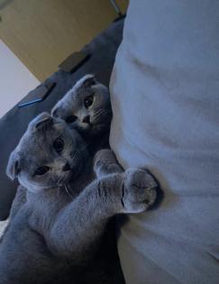 Junge Scottish Fold Katzen mit Stammbaum suchen neues Zuhause