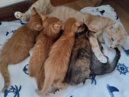 5 süße Kitten suchen ein liebevolles Zuhause
