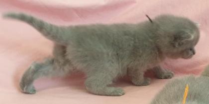 BKH Britisch Kurz Haar 4 Kitten alle Weiblich grau-Blau gesund