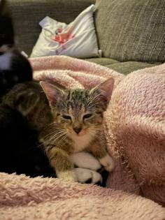 Süße Kitten suchen neues Herz