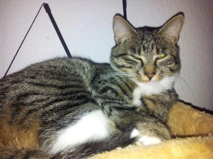VERMISST Tigerkatze aus Dormagen