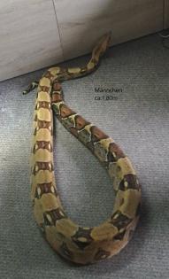 Verkaufe zwei Boa Constrictor Imperator Abgottschlange