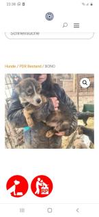 Tolle Welpen, Junghunde Hundesenioren