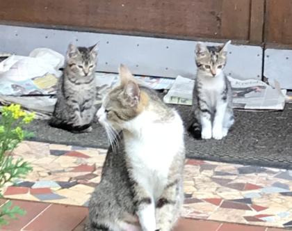 12 Wochen alte Kitten suchen ein neues Zuhause