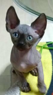 Canadische Sphynx Kitten