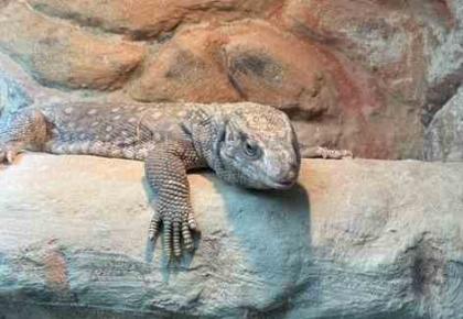 Steppenwaran varanus exanthematicus