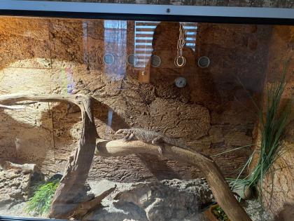 Terrarium mit 3 Bartagamen