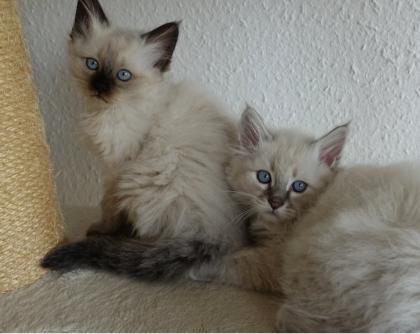 2 Heilige Birma Kitten Katzen abholbereit