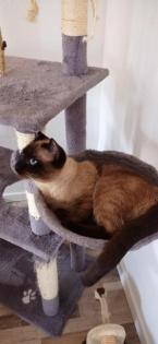 Siam Seal Point Deckkater