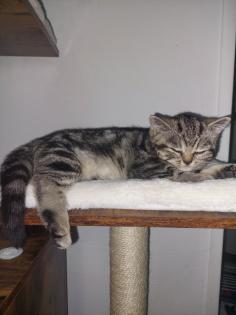 Britisch Kurzhaar Tabby