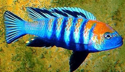 Malawi- u. Tanganjikacichliden