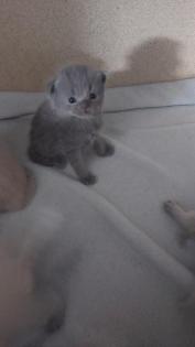 Reinrassige BKH kitten