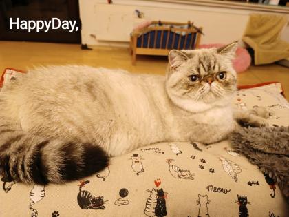 3 Exotic-Shorthair Kastraten
