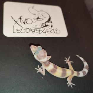 Leopardgecko Babys