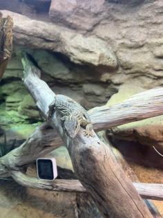 Stachelschwanzwaran Varanus acanthurus männlich, ca. 5 Jahre alt