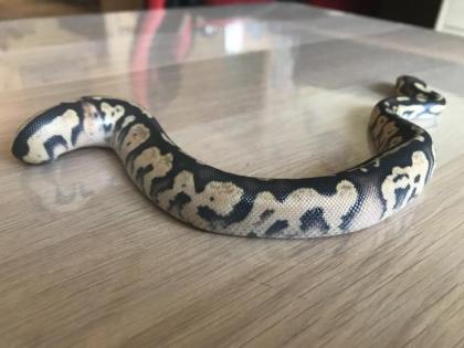 Pastel Granite HDGW Enchi Fader het. Piebald female 2 python regius