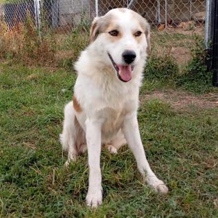Balu sucht ein Zuhause