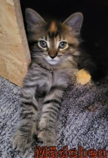 Maine Coon und BKH Katzen