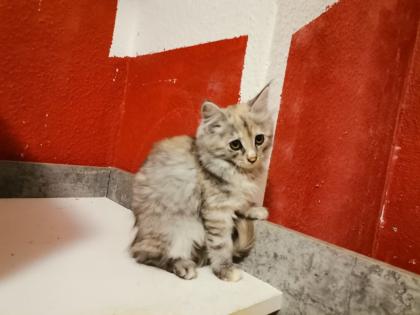 Maine Coon Kitten zum Knutschen