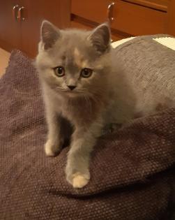 Bkh Kitten, Katzenbabys, weiß, blue, blue tortie