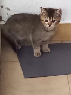 BKH Mix Kitten Babykatzen rot/Glückskatzen/rot-weiß