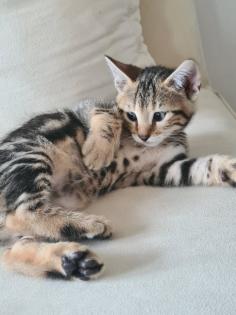 Bengal Kitten mix Baby Katze