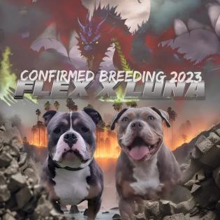 American Bully Pocket