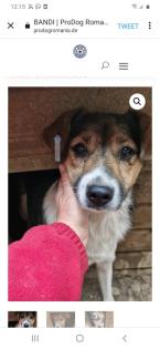 Tolle Welpen, Junghunde Hundesenioren