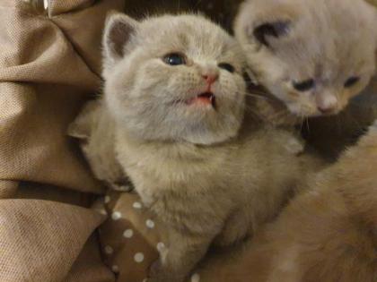 Kitten BKH lilac