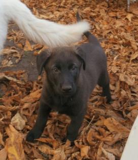 Süßer Schäferhund-Mischling