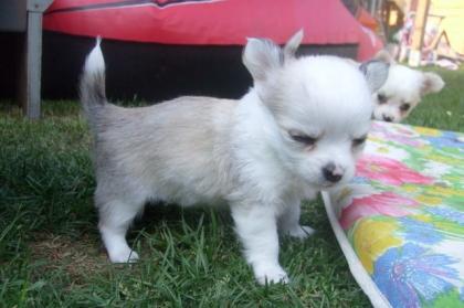 Chihuahuawelpe LH Rüde