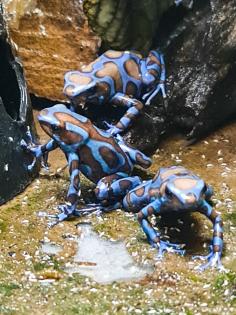 Diverse Nachzuchten verschiedener Dendrobaten Dendrobates Pfeilgiftfrösche Frösche abzugeben.
