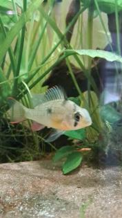Mikrogeophagus altispinosus Bolivianischer Schmetterlingsbuntbarsch