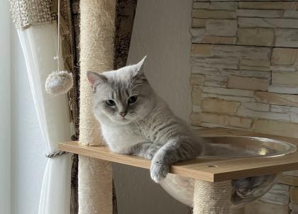 BKH Deckkater mit Stammbaum Videoüberwacht