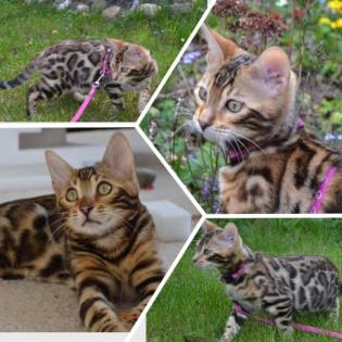 Bengal Kitten mit Stammbaum