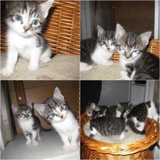 5 kleine Katzen zu vergeben