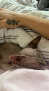 Canadian Sphynx Katze