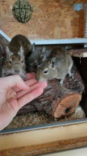 3 liebe Degu Männchen abzugeben