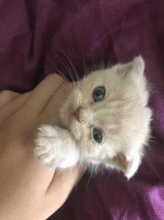 Scottish fold Kitten britisch Kurzhaar Bkh