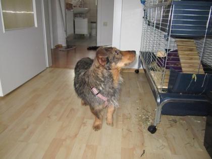 Hund Dackel-Mix Hugo sucht DRINGEND ein zuHause oder Pflegeplatz
