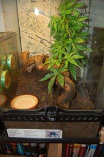 Vogelspinne Chromatopelma Cyaneopubescens