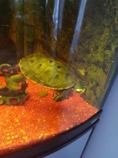 Wasserschildkröte Emydura Rotbauchspitzkopf